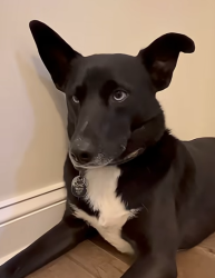 Lost Male Dog last seen font hill wetlands park, Ellicott City, MD 21042