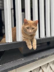 Reunited Female Cat last seen Prospect St, Southington, CT 06479