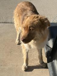 Found/Stray Unknown Dog last seen Golden sand and jade, Victorville, CA 92392