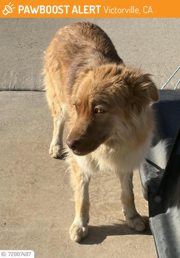 Found/Stray Unknown Dog last seen Golden sand and jade, Victorville, CA 92392