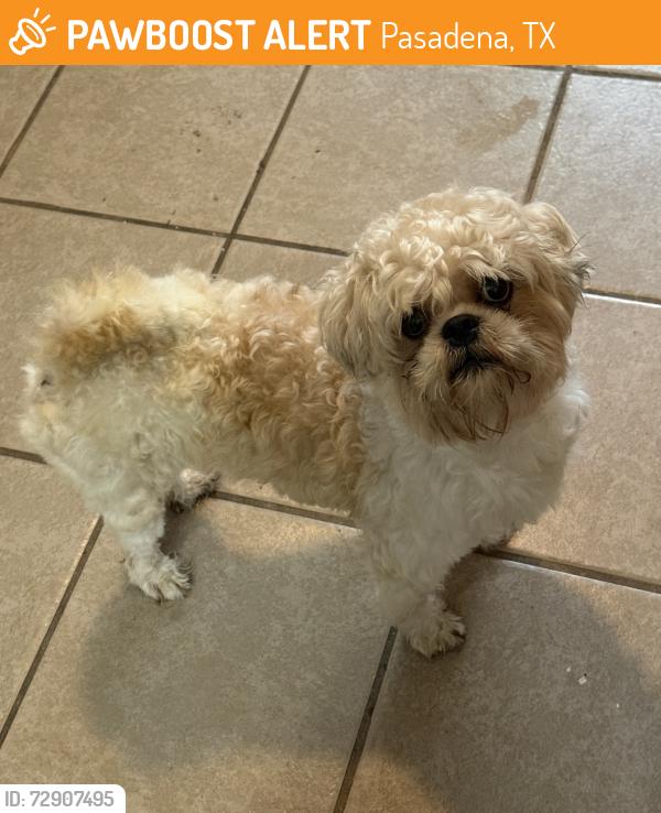 Found/Stray Male Dog last seen La Paloma Village apmts, Pasadena, TX 77503