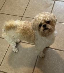 Found/Stray Male Dog last seen La Paloma Village apmts, Pasadena, TX 77503