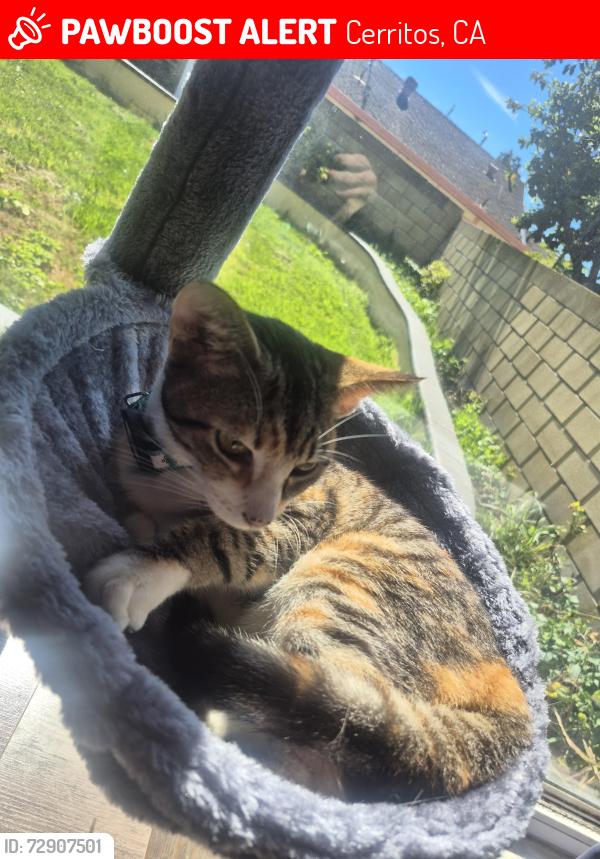 Lost Female Cat last seen 195th & pioneer , Cerritos, CA 90703