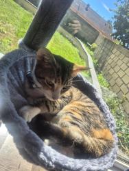 Lost Female Cat last seen 195th & pioneer , Cerritos, CA 90703