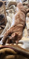 Reunited Male Cat last seen Trolley Plaza worcester , Worcester, MA 01609