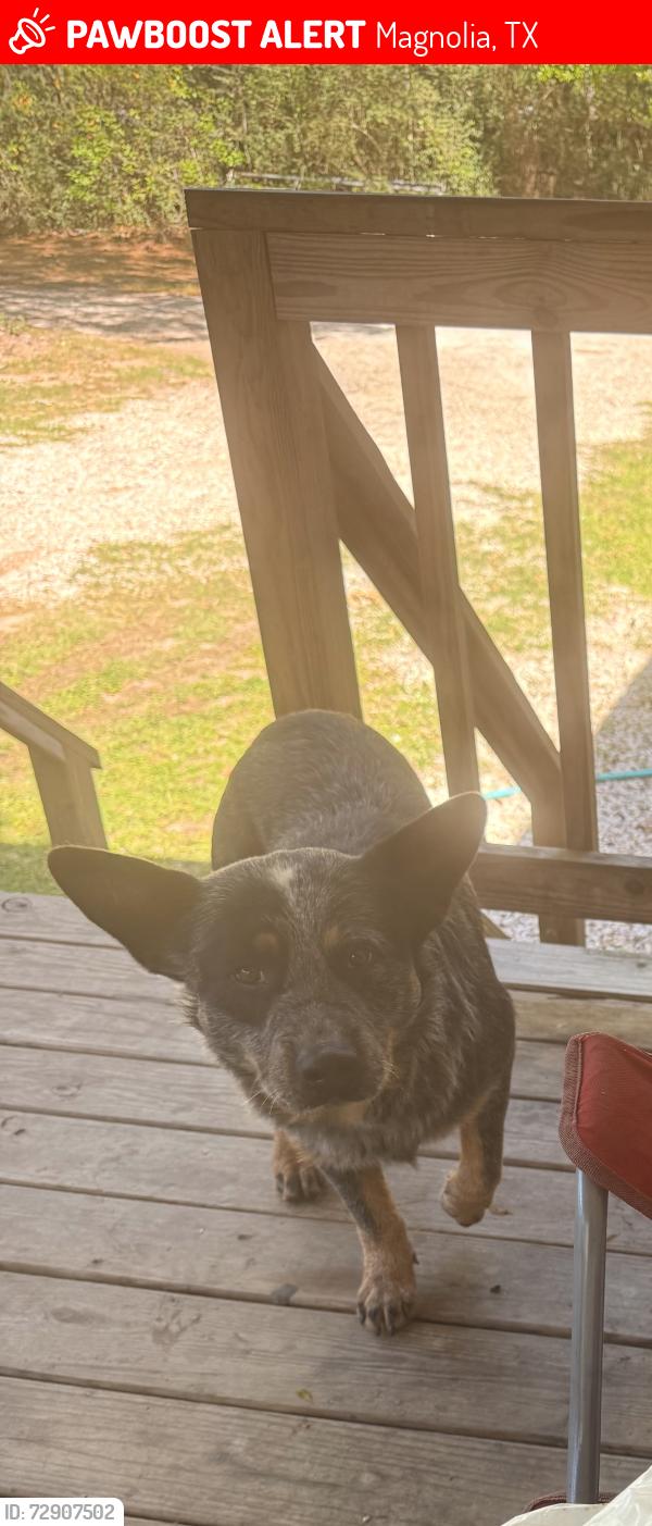 Lost Male Dog last seen Robin lane Terri lane , Magnolia, TX 77355