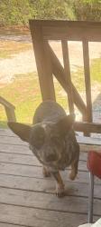 Lost Male Dog last seen Robin lane Terri lane , Magnolia, TX 77355