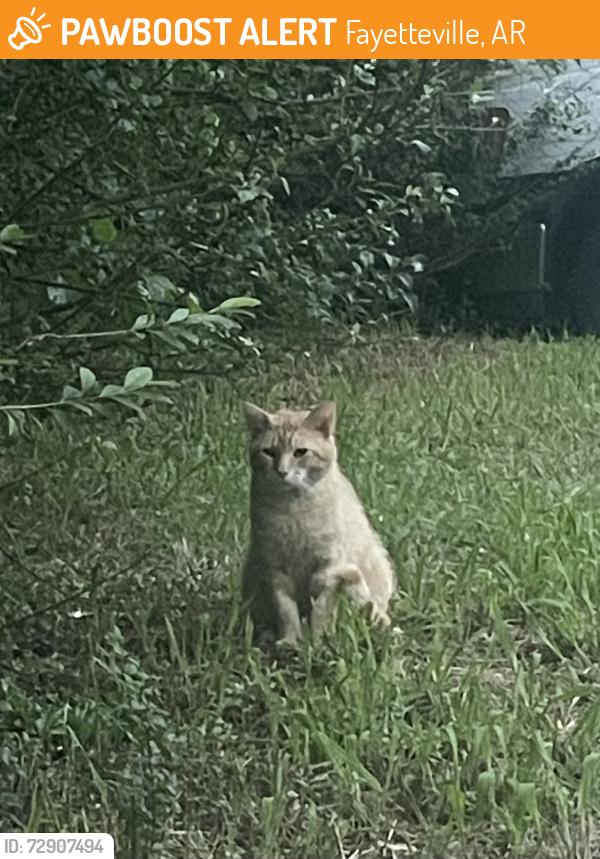 Found/Stray Male Cat last seen Double Springs , Fayetteville, AR 72704