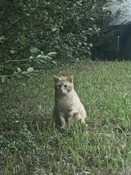 Found/Stray Male Cat last seen Double Springs , Fayetteville, AR 72704