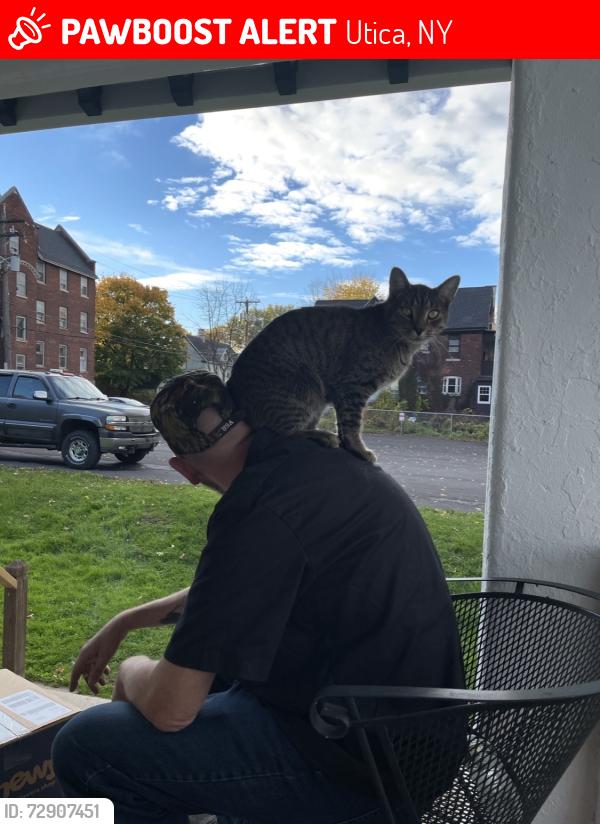 Lost Male Cat last seen Fass Ave and Kernan Ave, Utica, NY 13502