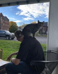 Lost Male Cat last seen Fass Ave and Kernan Ave, Utica, NY 13502