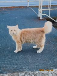 Lost Male Cat last seen TheSalvation Army and Davis Elementary School, Portland, OR 97233