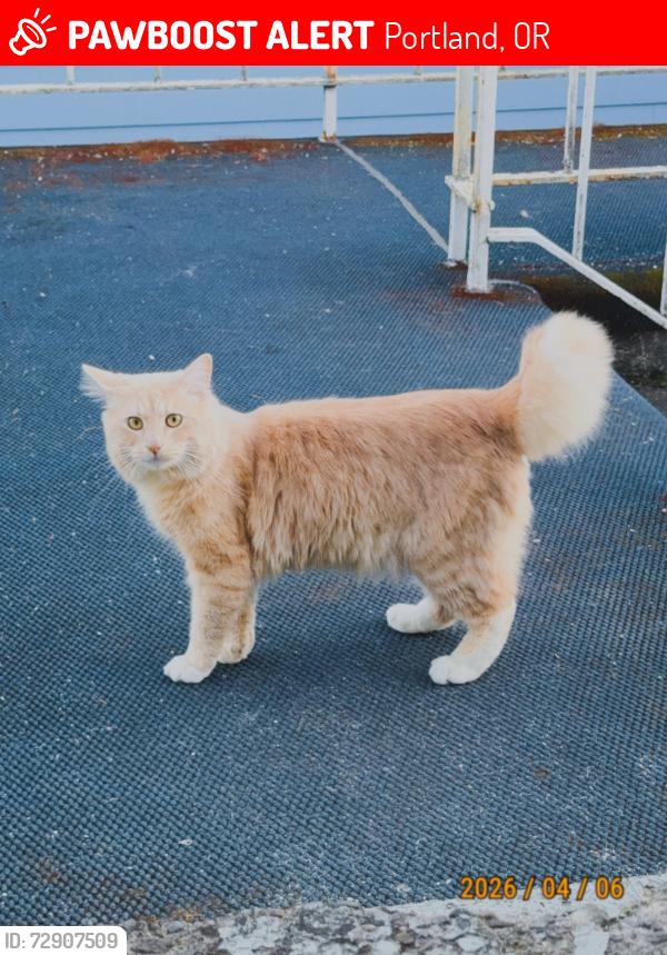 Lost Male Cat last seen TheSalvation Army and Davis Elementary School, Portland, OR 97233