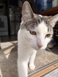Reunited Male Cat last seen By 9th & Colburn park, Green Bay, WI 54304