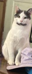 Reunited Male Cat last seen Little Dug Gap Rd, Louisville, TN 37777