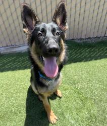 Shelter Stray Male Dog last seen Near Mission Ave Avenue, Oceanside, CA, 92058, Oceanside, CA 92058