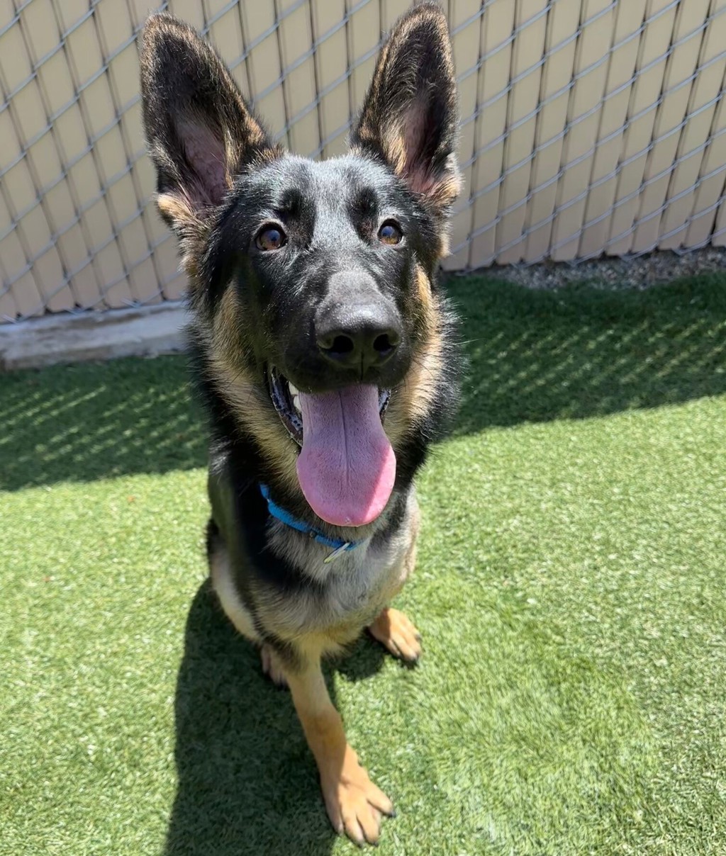 Shelter Stray Male Dog last seen Near Mission Ave Avenue, Oceanside, CA, 92058, Oceanside, CA 92058