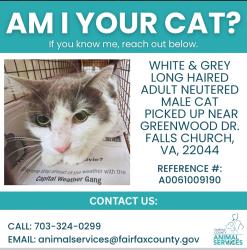 Found/Stray Male Cat last seen Greenwood Dr & Patrick Henry , Seven Corners, VA 22044