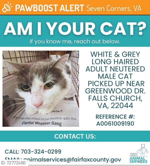 Found/Stray Male Cat last seen Greenwood Dr & Patrick Henry , Seven Corners, VA 22044