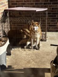 Reunited Female Dog last seen Fort bend toll, Missouri City, TX 77459
