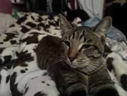 Lost Male Cat last seen East Lufkin Ave & Long Ave, Lufkin, TX 75901