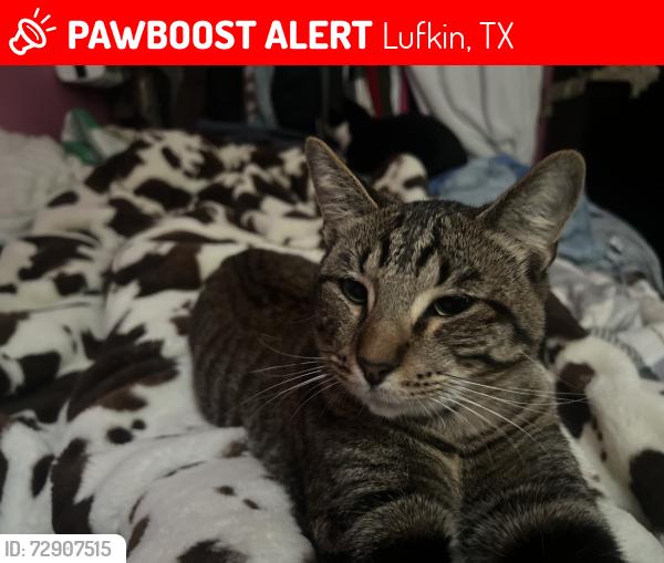 Lost Male Cat last seen East Lufkin Ave & Long Ave, Lufkin, TX 75901