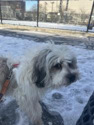 Reunited Male Dog last seen Near pine st , Jersey City, NJ 07304