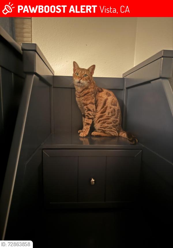 Lost Male Cat last seen Mar Vista/N Santa Fe, Vista, CA 92083