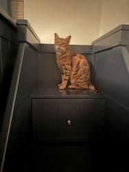 Lost Male Cat last seen Mar Vista/N Santa Fe, Vista, CA 92083