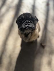 Reunited Female Dog last seen Boulder Highway and St. Louis , Las Vegas, NV 89104