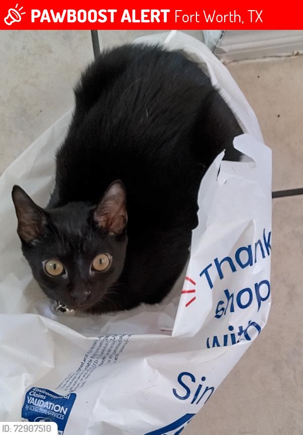 Lost Female Cat last seen Beach street and 4th street, Fort Worth, TX 76111