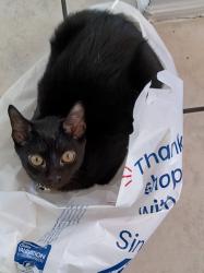 Lost Female Cat last seen Beach street and 4th street, Fort Worth, TX 76111
