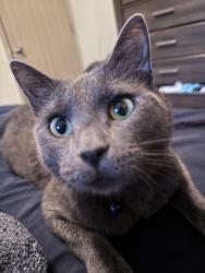 Lost Male Cat last seen Counts massie and Paul Eells dr, North Little Rock, AR 72113