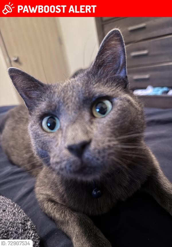 Lost Male Cat last seen Counts massie and Paul Eells dr, North Little Rock, AR 72113