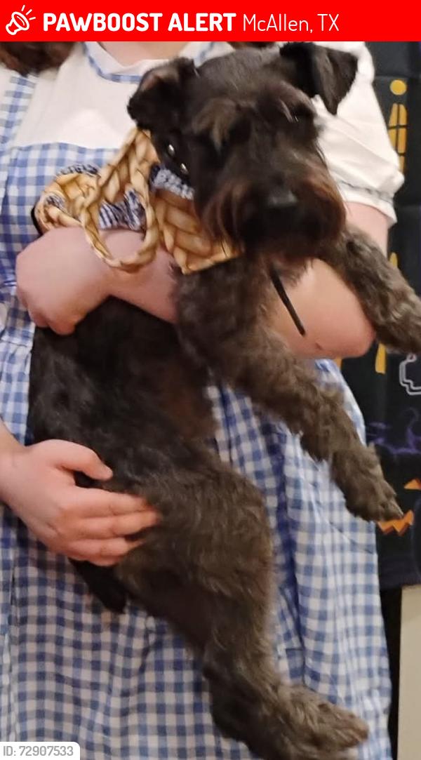 Lost Male Dog last seen Cedar and ST.6 in mcallen tx, McAllen, TX 78501