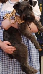 Lost Male Dog last seen Cedar and ST.6 in mcallen tx, McAllen, TX 78501