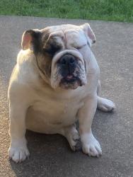 Lost Female Dog last seen Cooke elementry, Cleburne, TX 76033