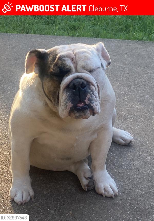 Lost Female Dog last seen Cooke elementry, Cleburne, TX 76033