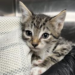 Shelter Stray Female Cat last seen , Palm Springs, CA 92264