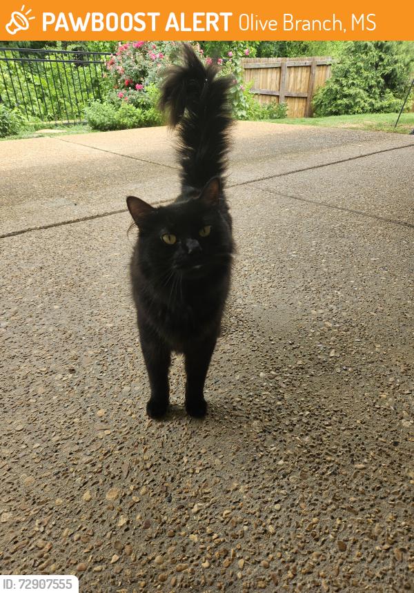 Found/Stray Male Cat last seen Old Goodman and Edgewater Drive near Old Towne, Olive Branch, MS 38654