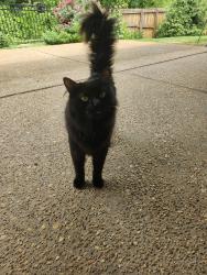 Found/Stray Male Cat last seen Old Goodman and Edgewater Drive near Old Towne, Olive Branch, MS 38654