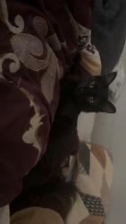 Reunited Male Cat last seen Near summerwalk pkwy , Tucker, GA 30084