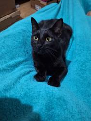 Lost Male Cat last seen Ferragem Willand, Vila Nova, RS 93806-590