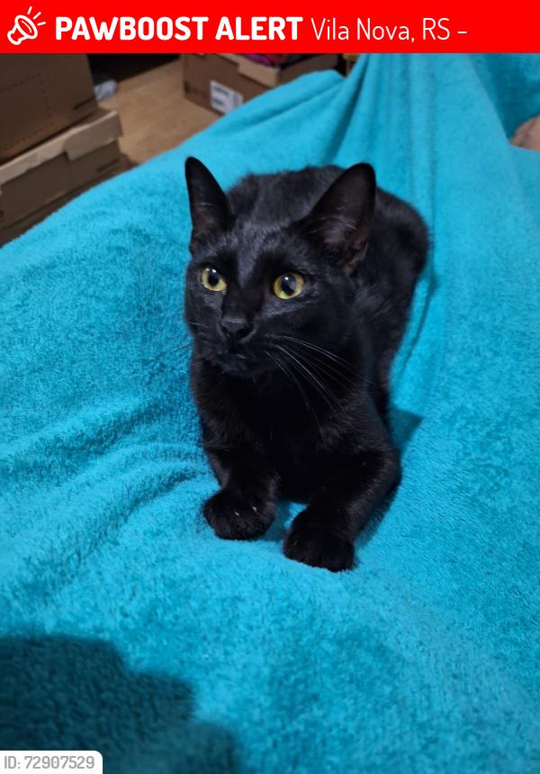 Lost Male Cat last seen Ferragem Willand, Vila Nova, RS 93806-590