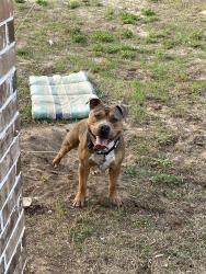Lost Male Dog last seen Tyler texas, Tyler, TX 75706