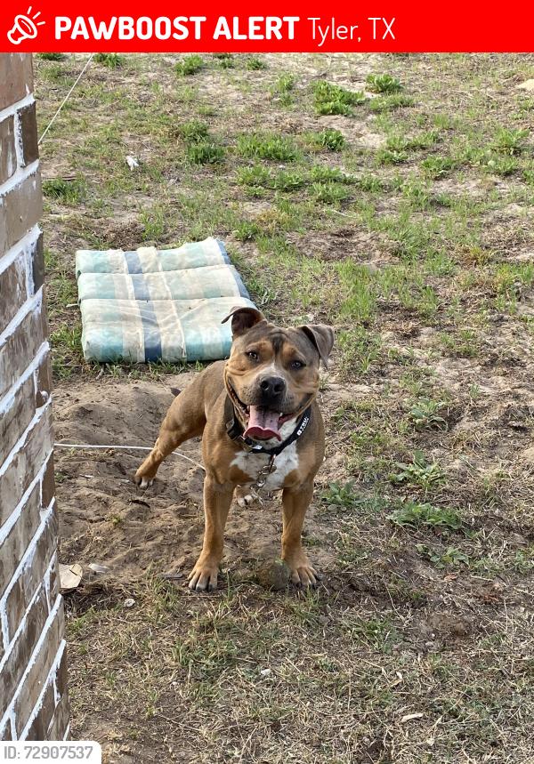 Lost Male Dog last seen Tyler texas, Tyler, TX 75706
