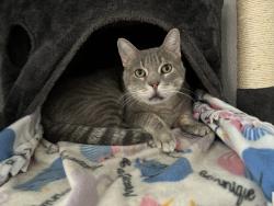 Lost Male Cat last seen Nob Hill and Bush in Rolling Hills est, Allen, TX 75013