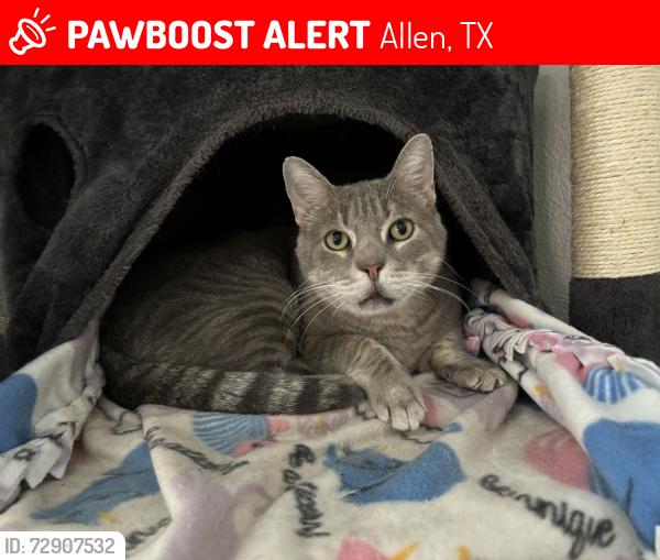Lost Male Cat last seen Nob Hill and Bush in Rolling Hills est, Allen, TX 75013