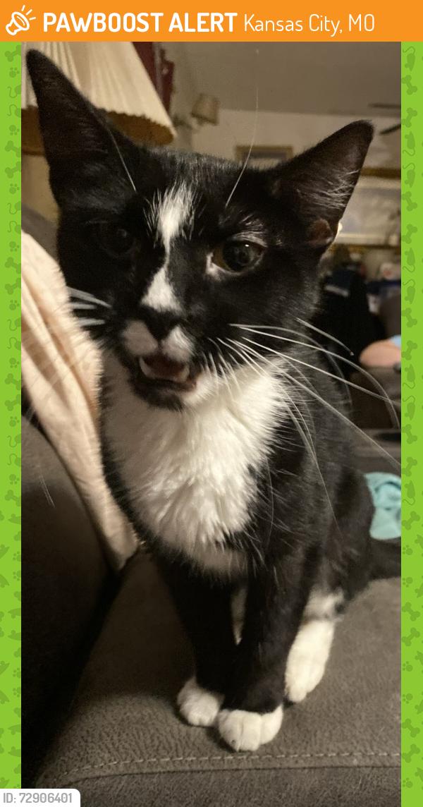 Found/Stray Female Cat last seen NW 48th st 64151, Kansas City, MO 64151