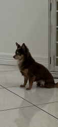 Lost Female Dog last seen Tres Lagos Cascada neighborhood , McAllen, TX 78504
